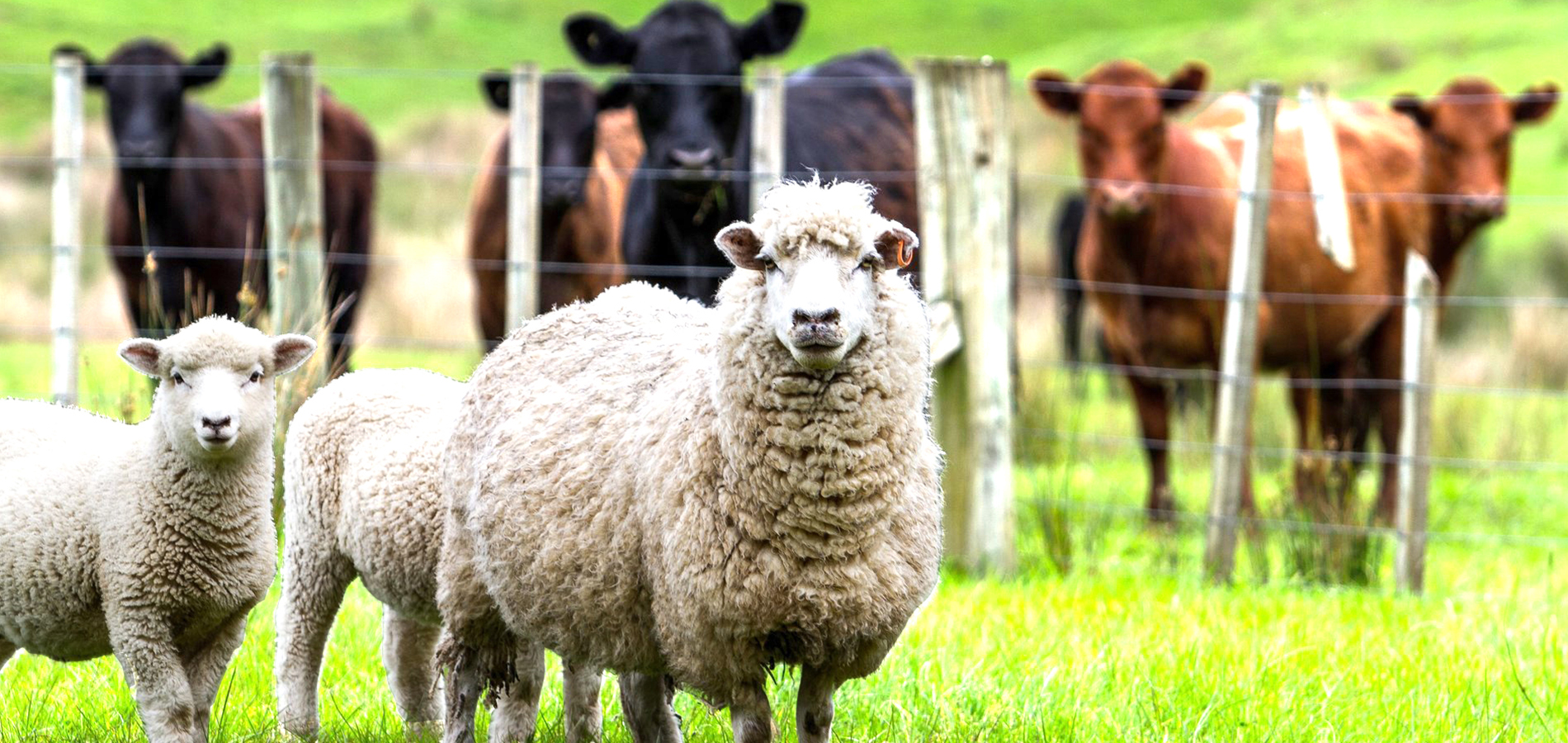 Produção e gestão animal