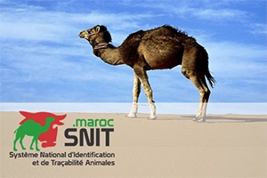 SNIT.maroc